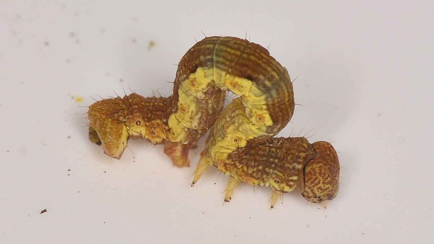Larva di Erannis defoliaria - Geometridae
