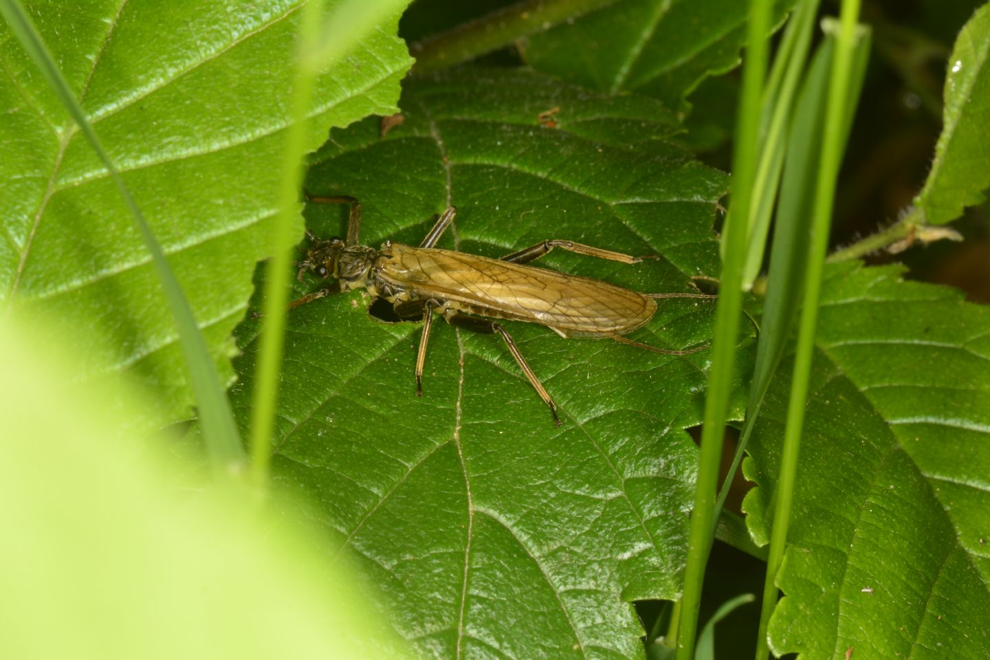 Perlidae ? Dinocras cephalotes