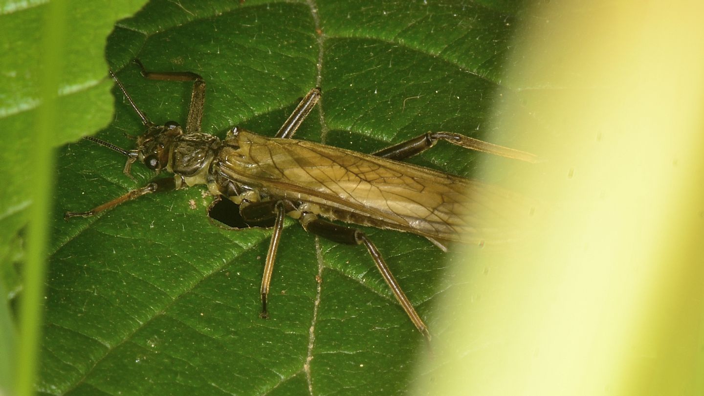 Perlidae ? Dinocras cephalotes