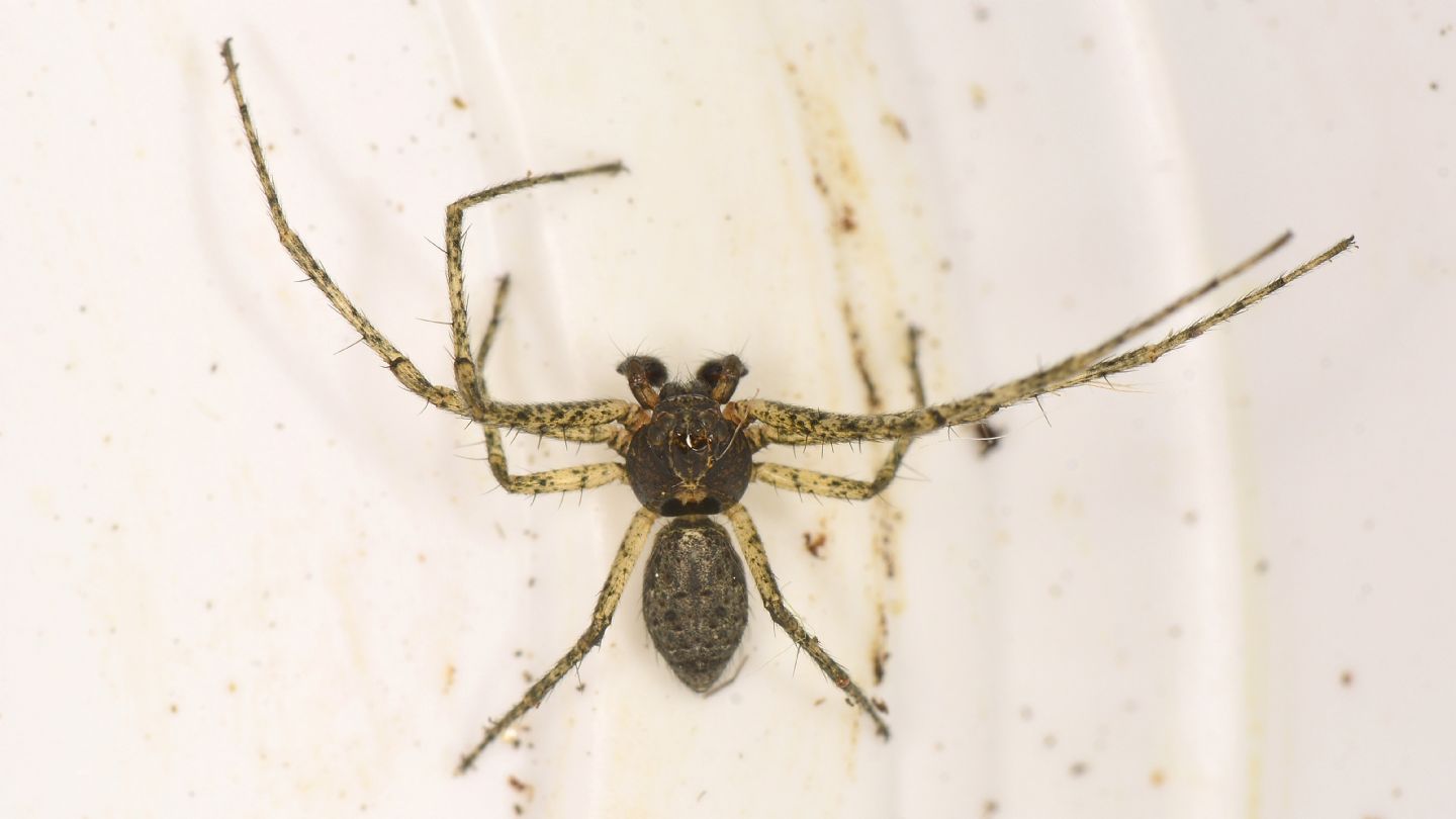 Philodromidae ?