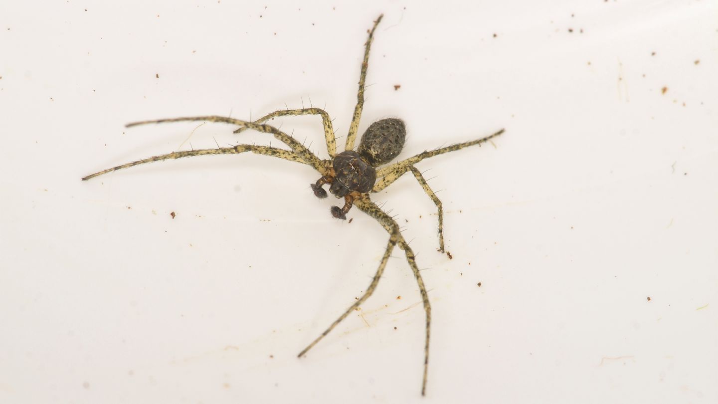 Philodromidae ?
