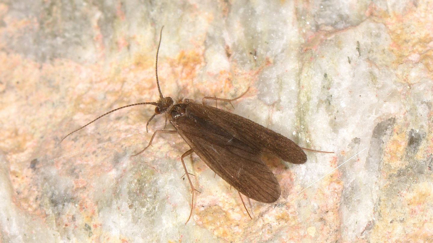 Tricottero - Crunoecia irrorata irrorata