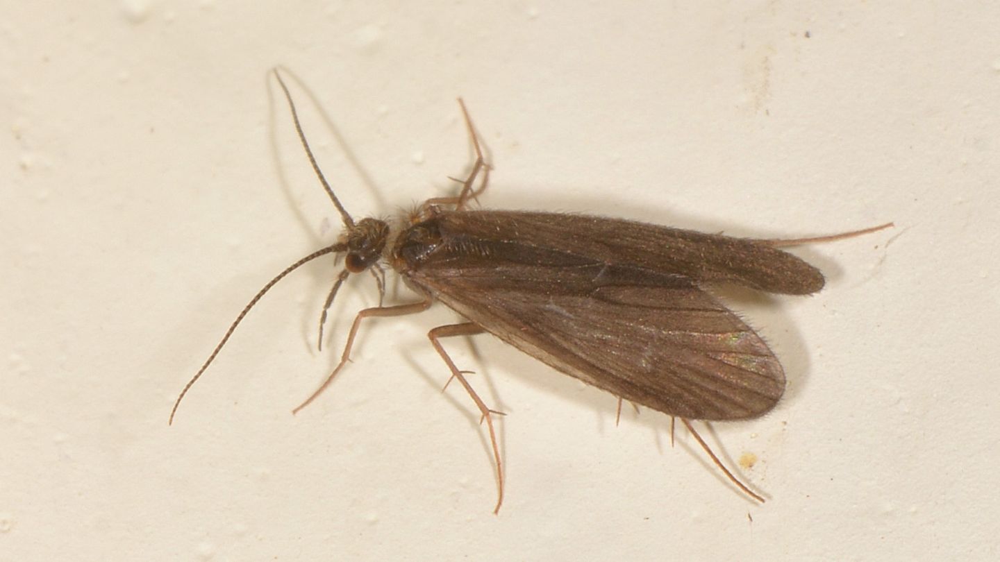 Tricottero - Crunoecia irrorata irrorata