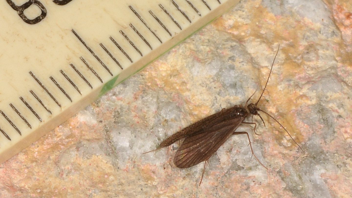 Tricottero - Crunoecia irrorata irrorata