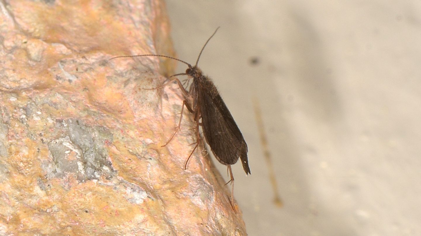 Tricottero - Crunoecia irrorata irrorata