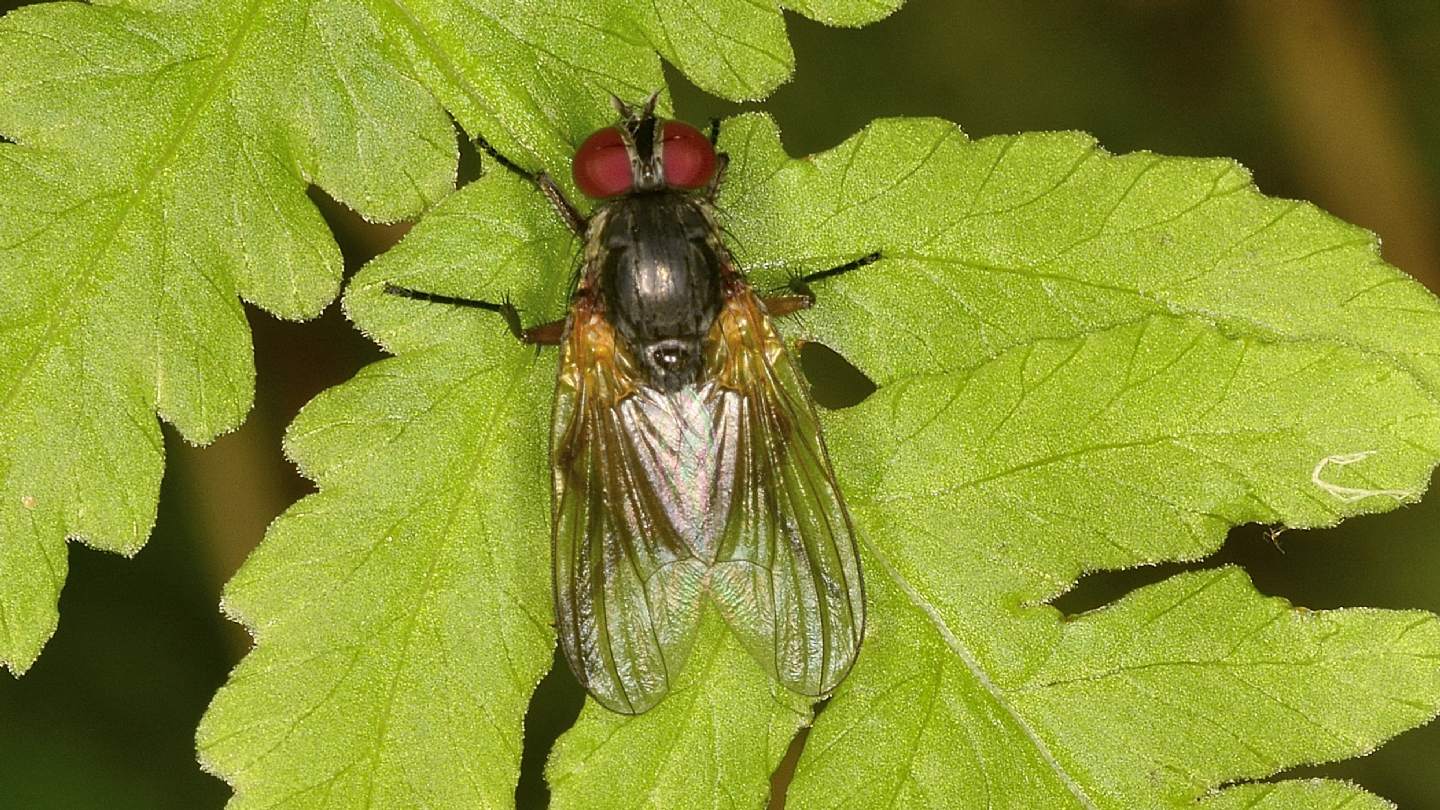 Antthomyiidae ?