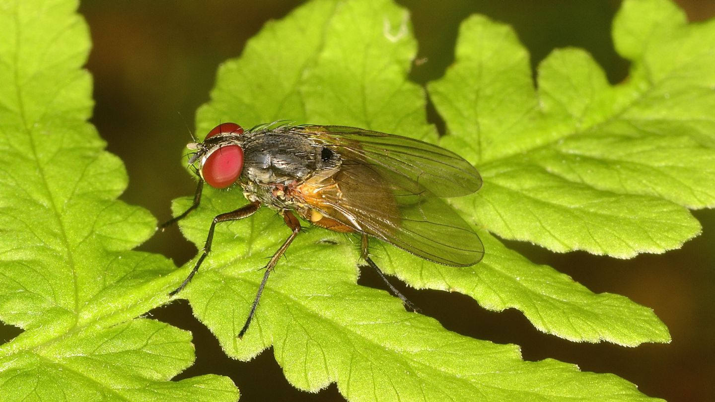 Antthomyiidae ?