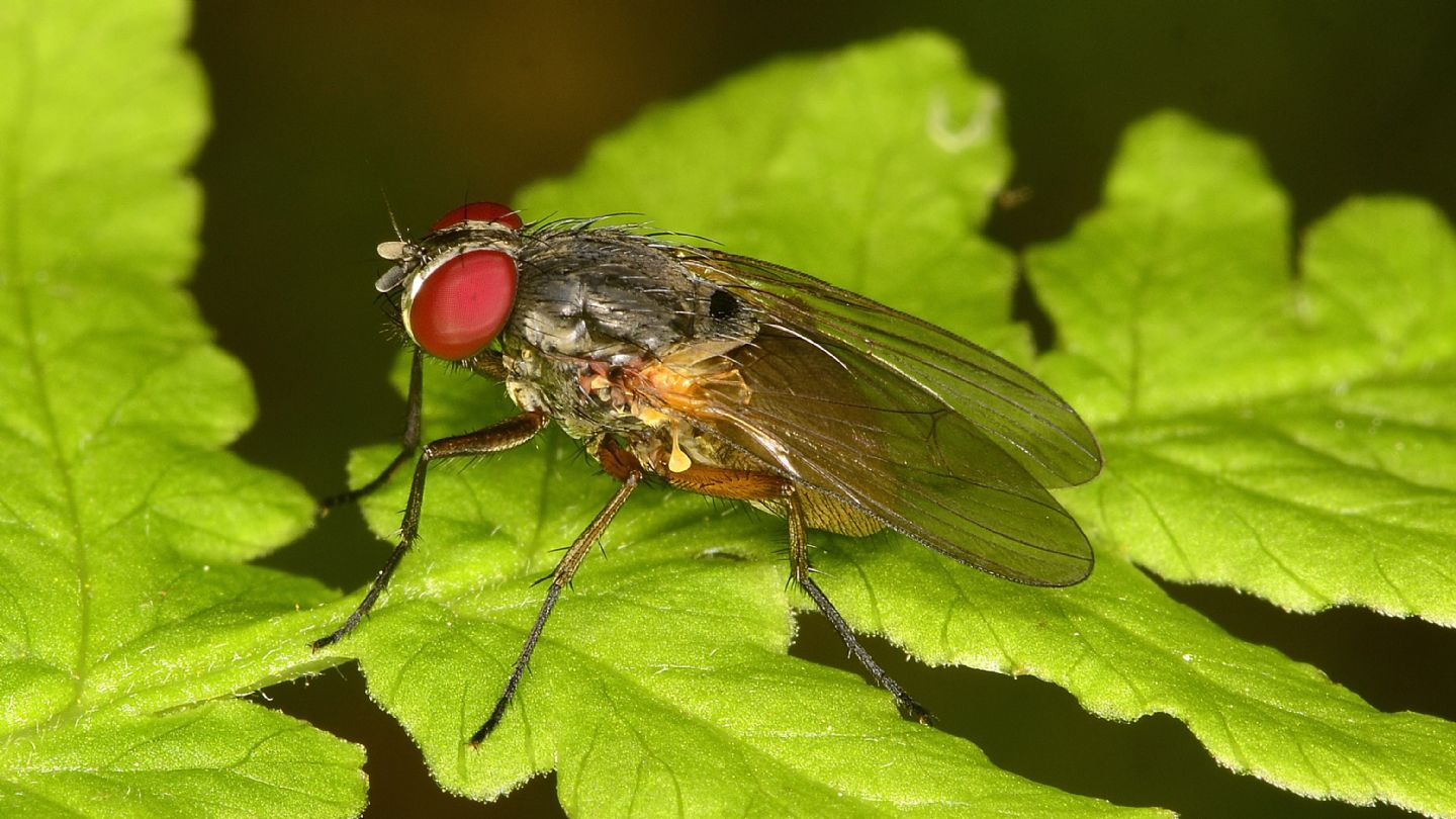 Antthomyiidae ?