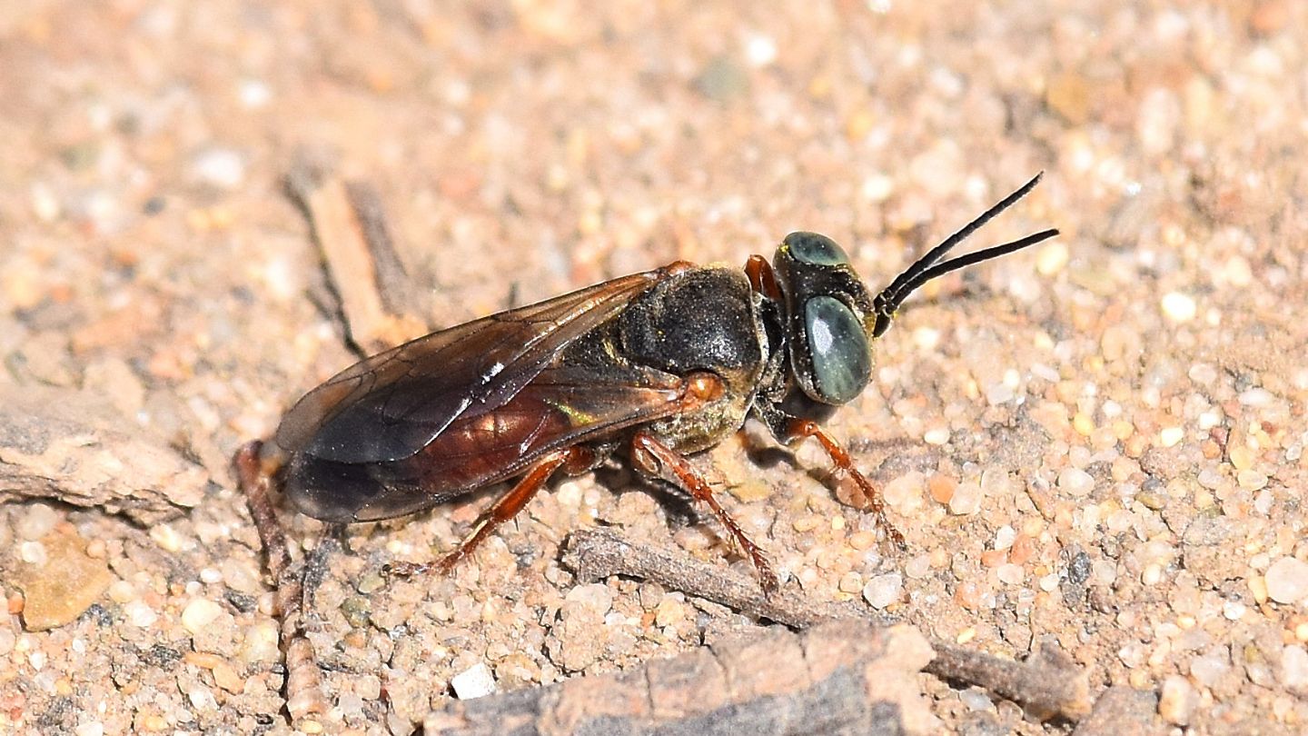 Crabronidae: Tachysphex sp.