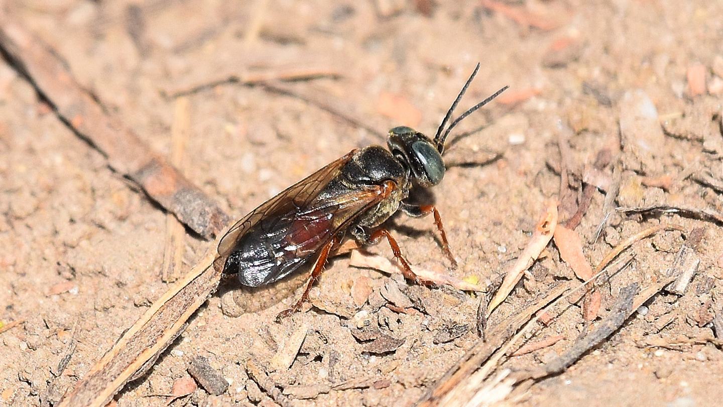 Crabronidae: Tachysphex sp.