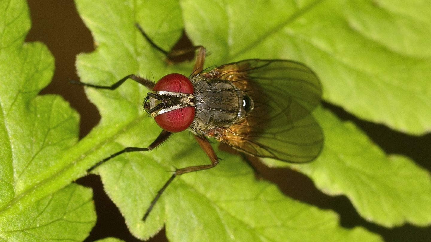 Antthomyiidae ?