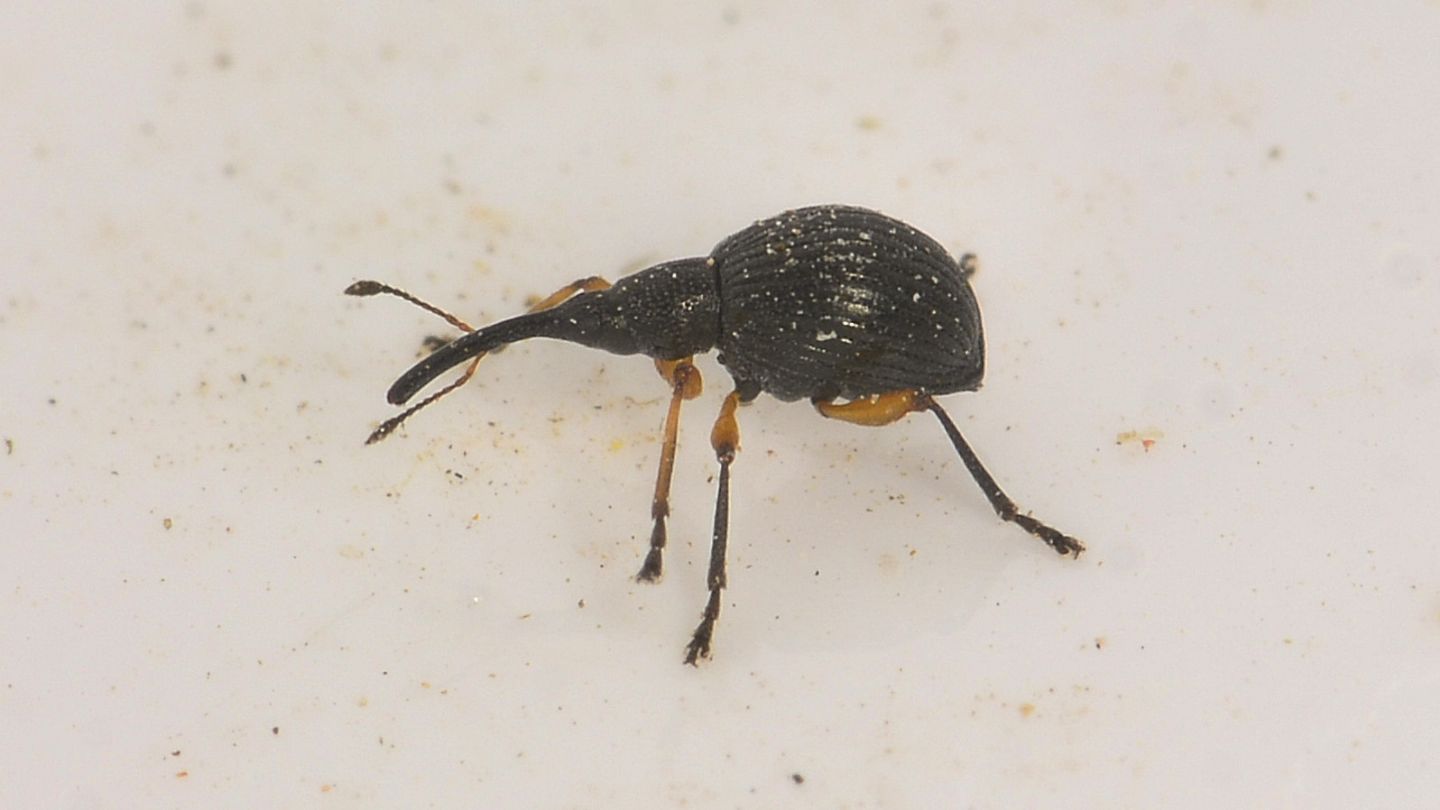 Apionidae: Protapion sp.