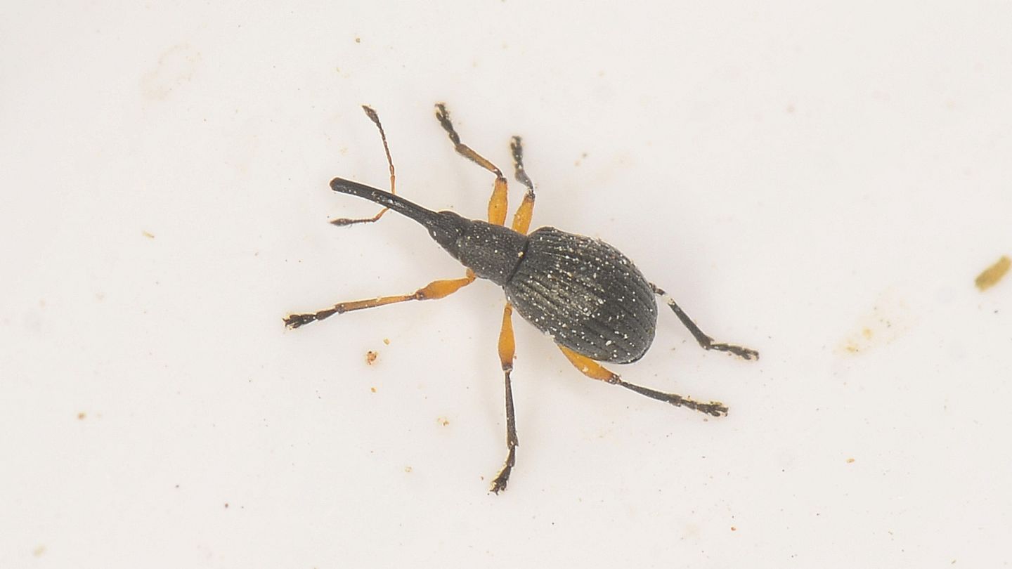 Apionidae: Protapion sp.