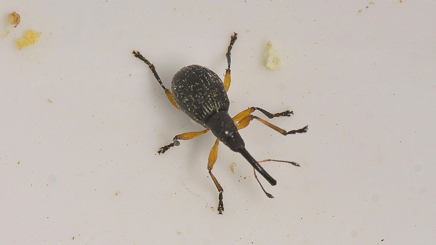Apionidae: Protapion sp.