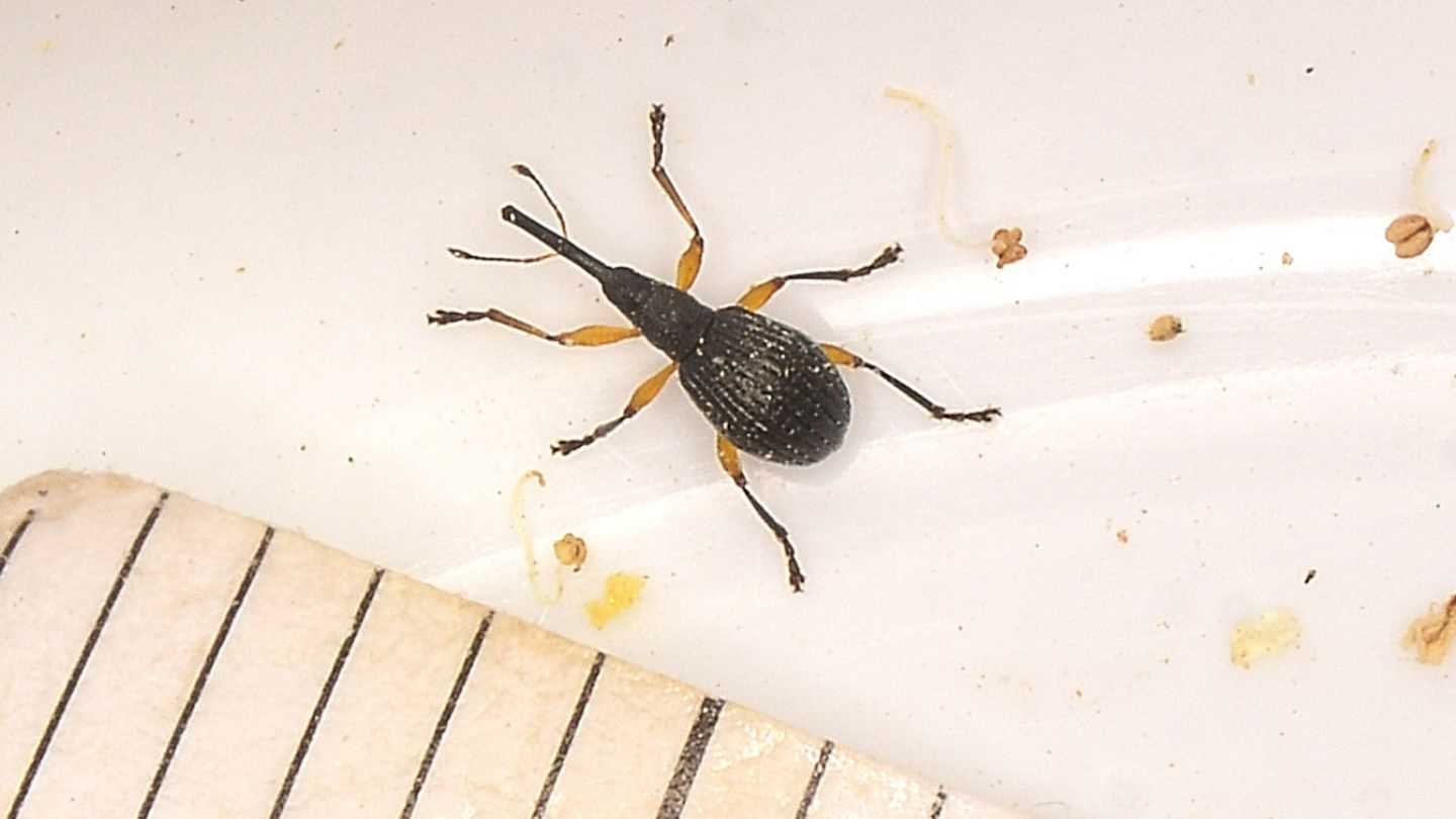 Apionidae: Protapion sp.