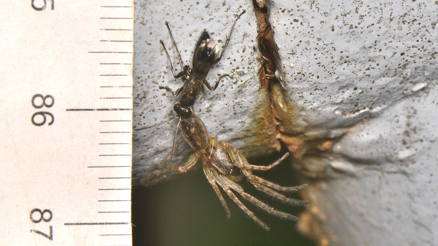 Pompilidae con preda: femmina di Anoplius sp. preda Segestria sp.
