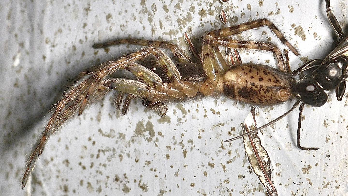 Pompilidae con preda: femmina di Anoplius sp. preda Segestria sp.
