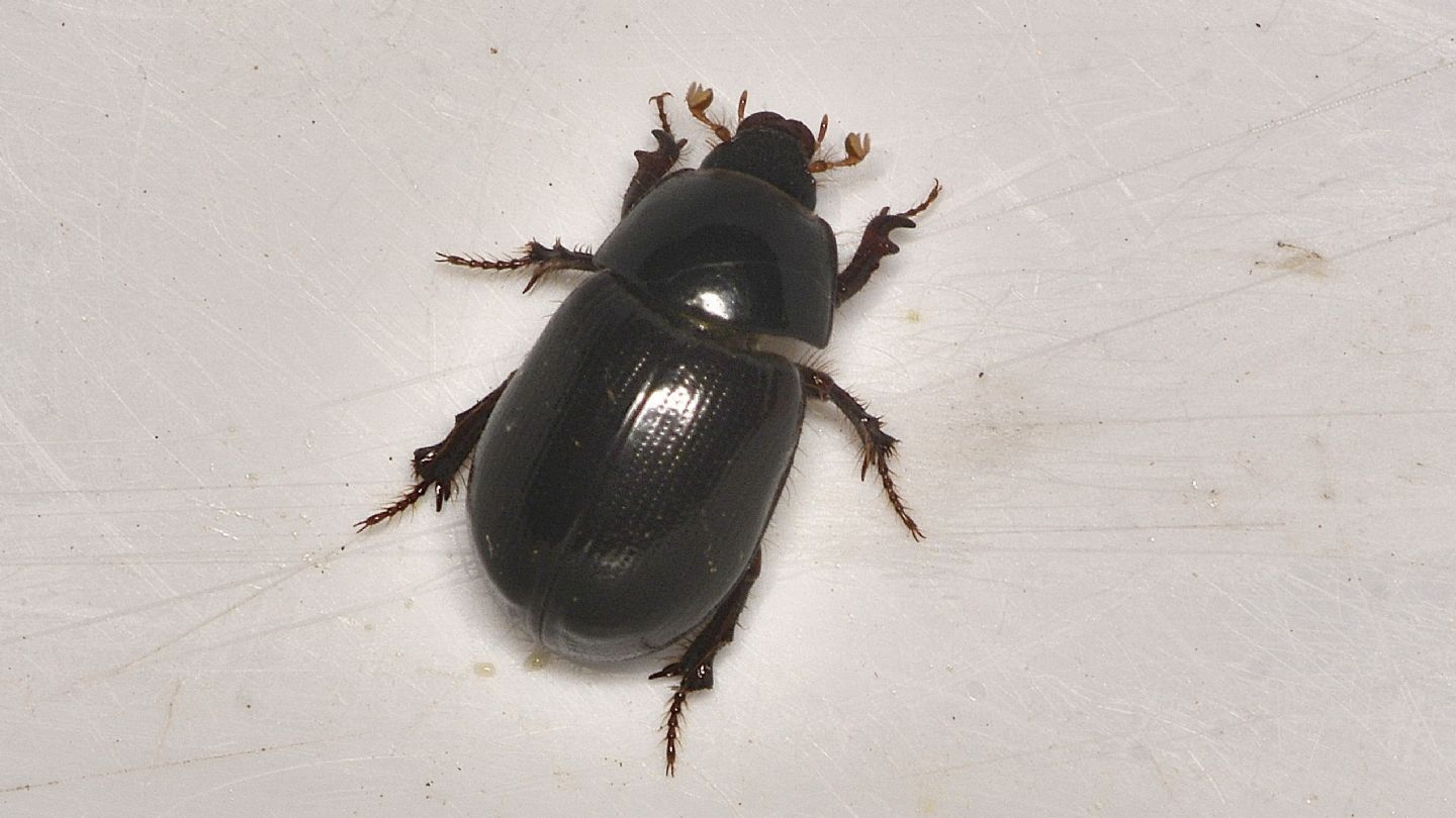 Hybosoridae? Sì, Hybosorus illigeri
