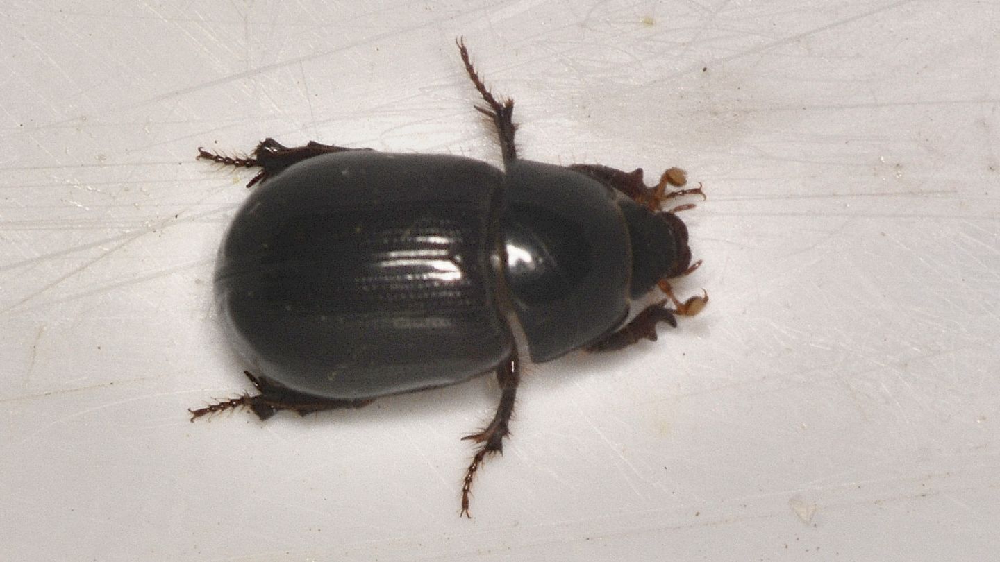 Hybosoridae? Sì, Hybosorus illigeri