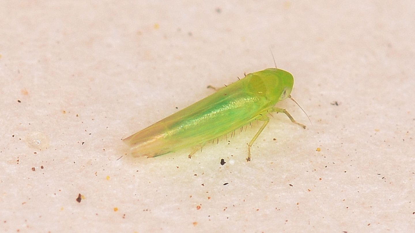 Cicadella verde