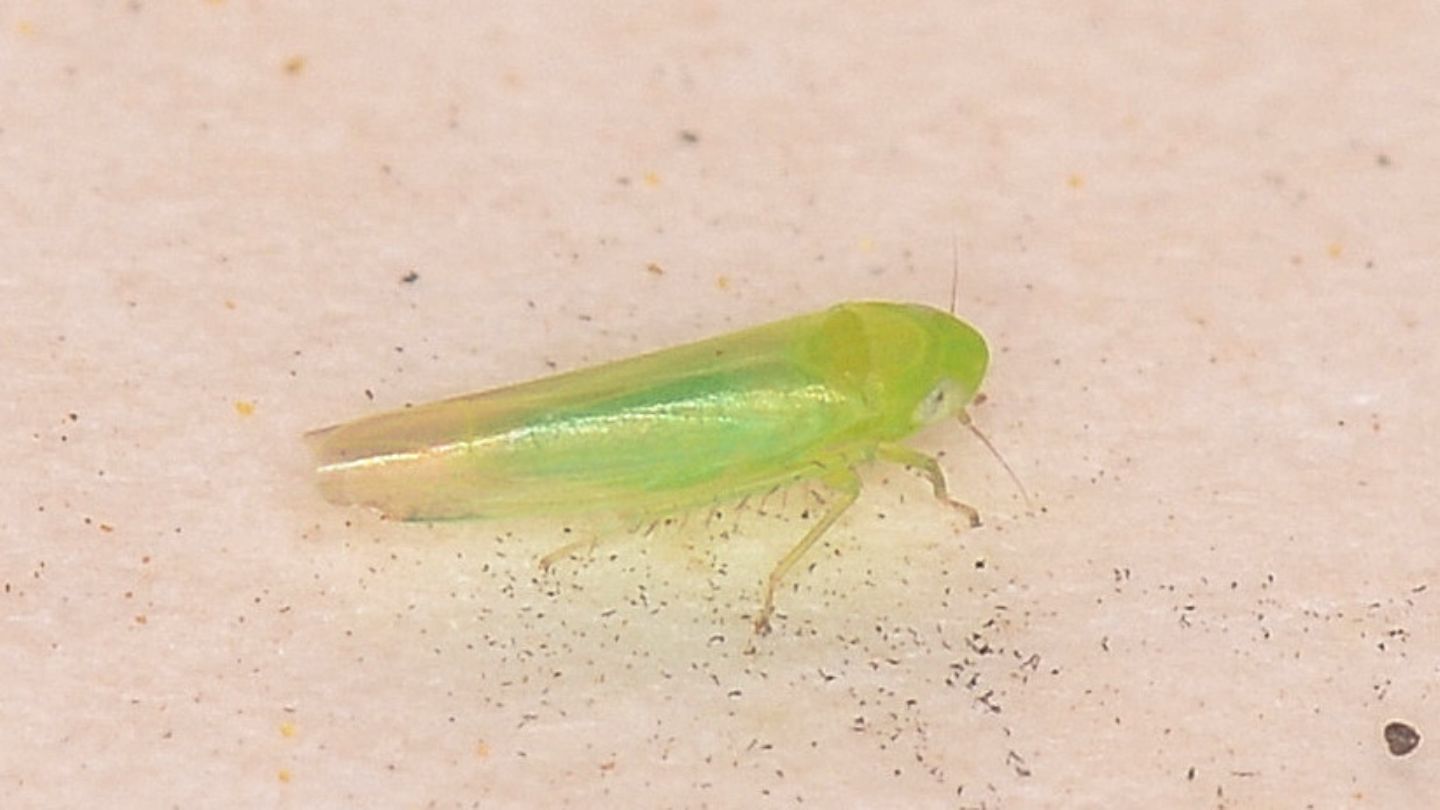Cicadella verde