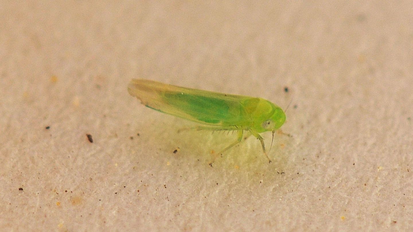 Cicadella verde