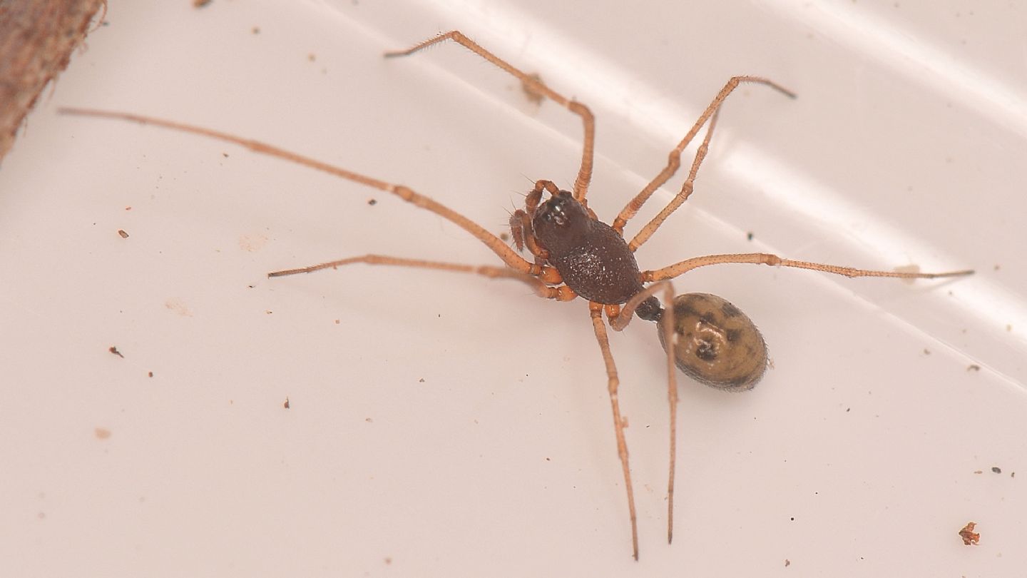 Linyphiidae forse id