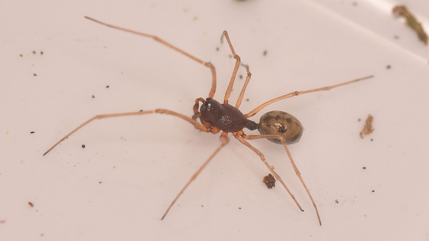 Linyphiidae forse id