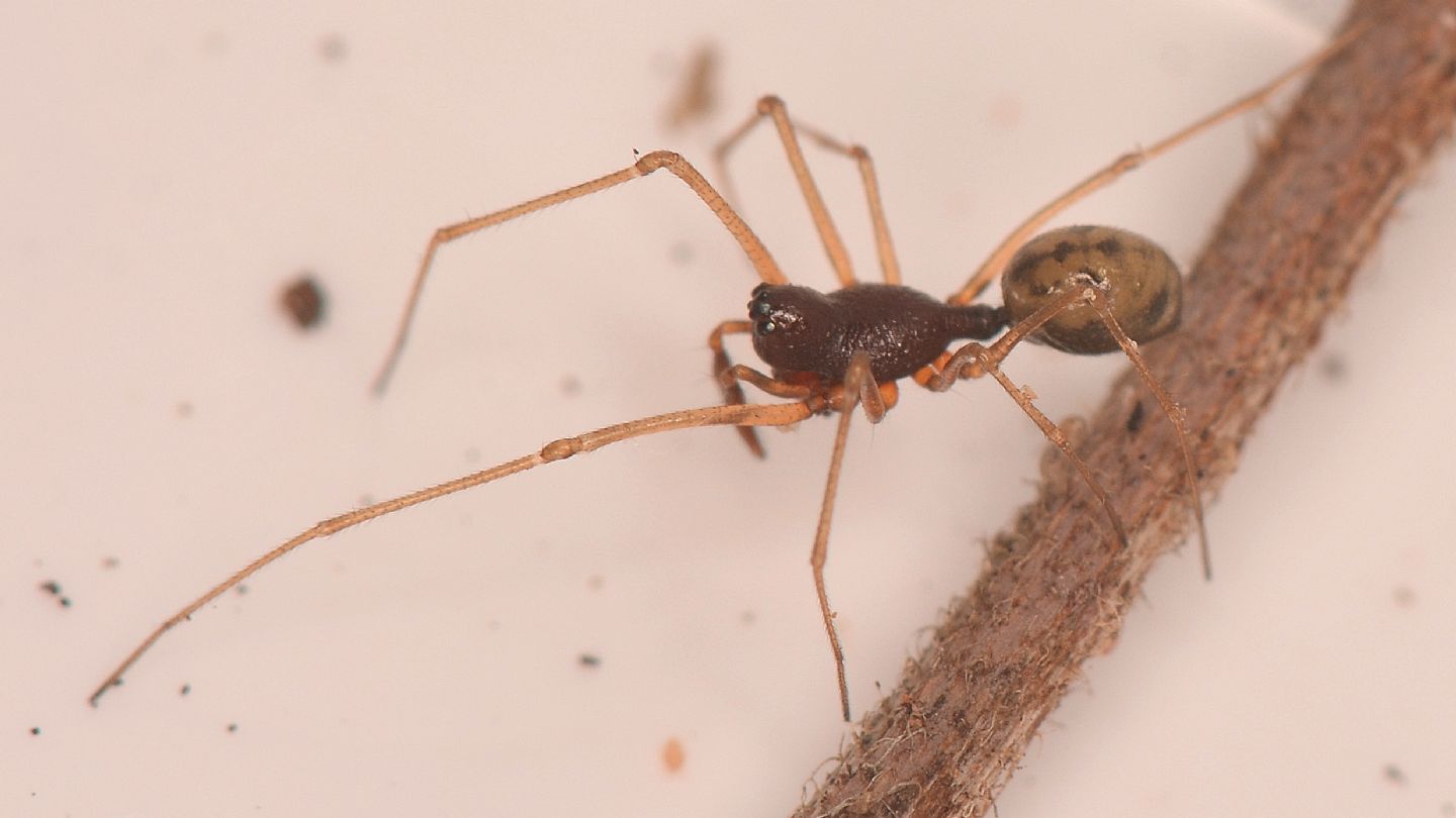 Linyphiidae forse id