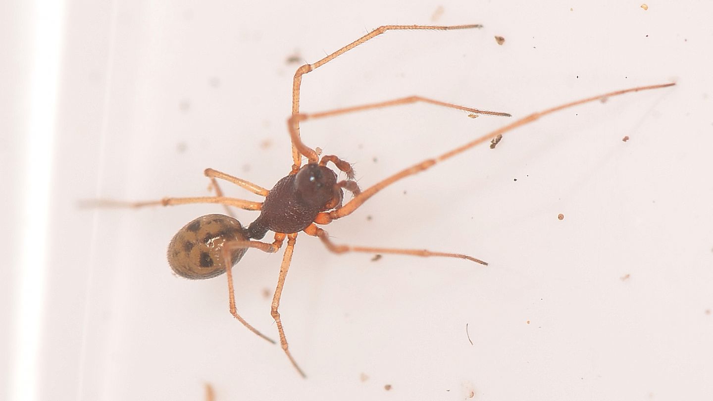 Linyphiidae forse id