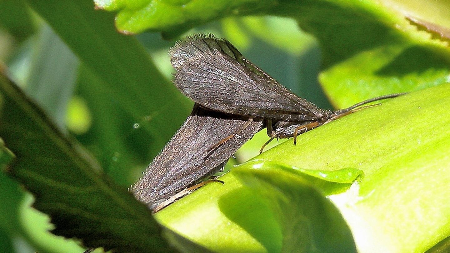Scuri - Goeridae Silo sp.