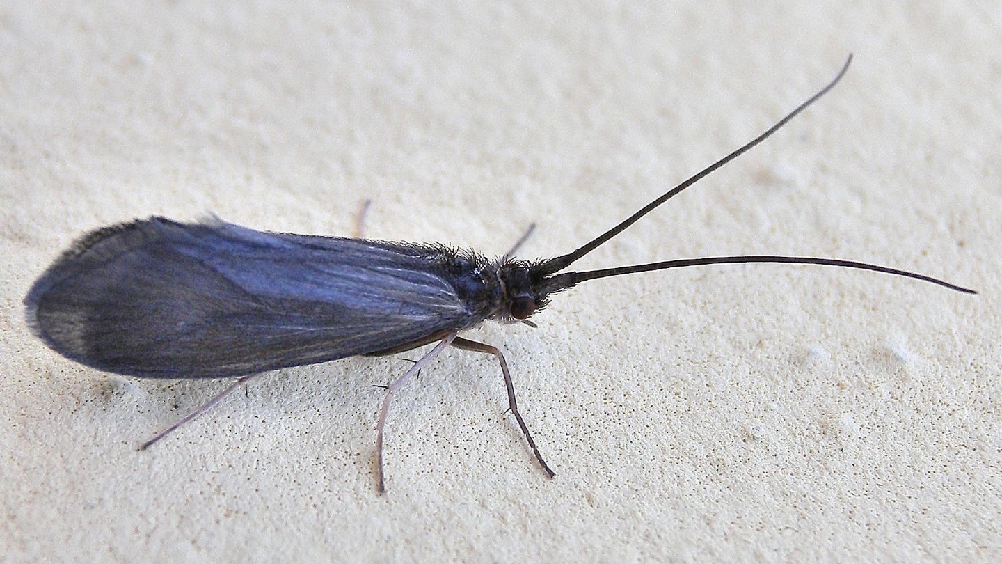 Scuro-2 - Goeridae Silo sp.