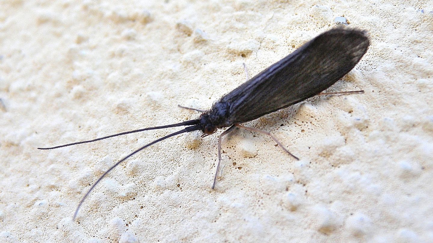 Scuro-2 - Goeridae Silo sp.