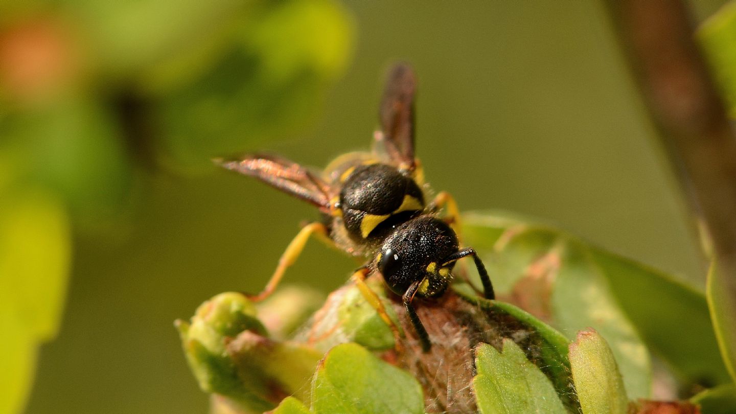 Vespidae Eumeninae: Ancistrocerus sp.