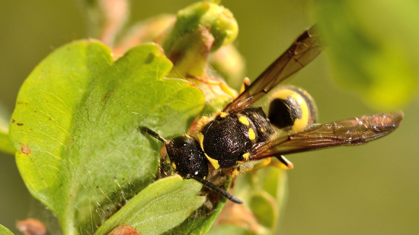 Vespidae Eumeninae: Ancistrocerus sp.