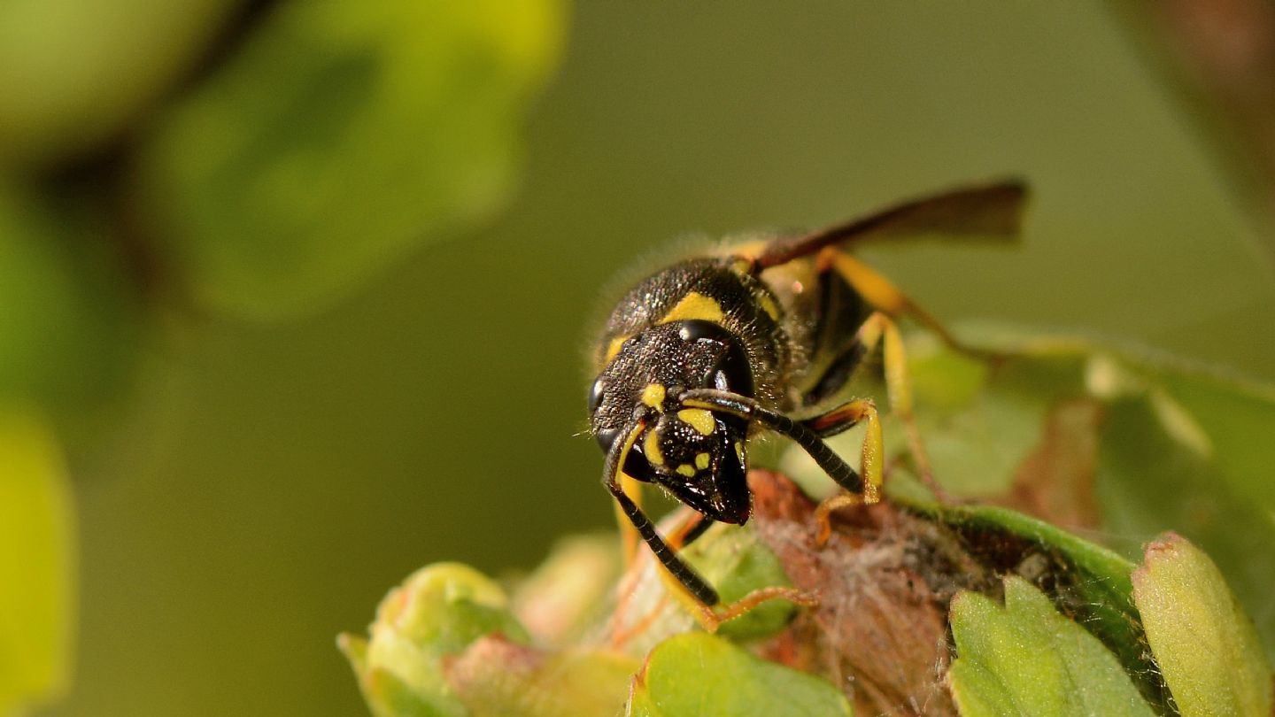 Vespidae Eumeninae: Ancistrocerus sp.