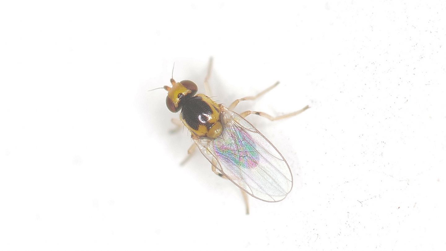 Chloropidae da id
