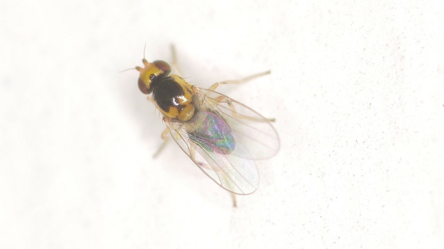 Chloropidae da id