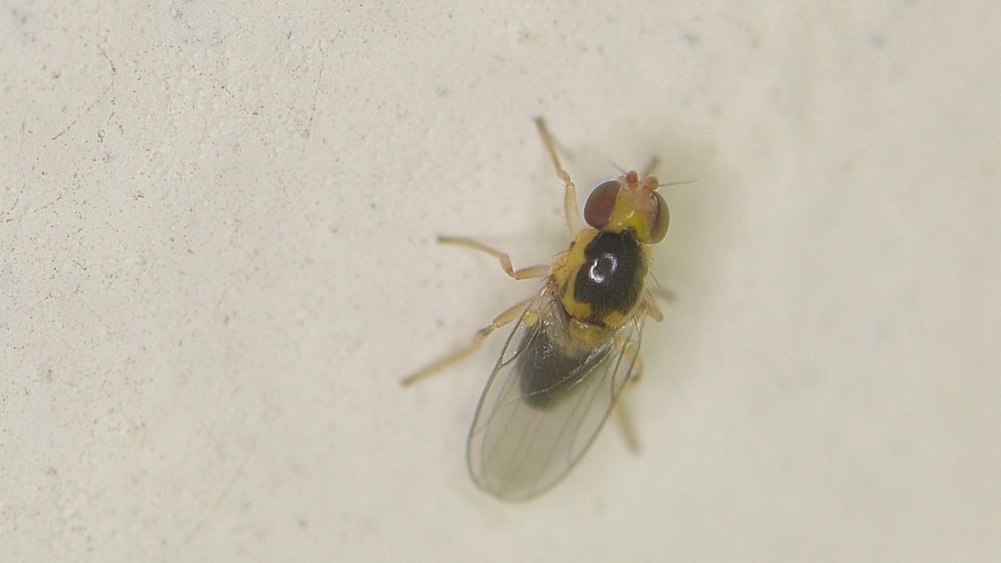 Chloropidae da id