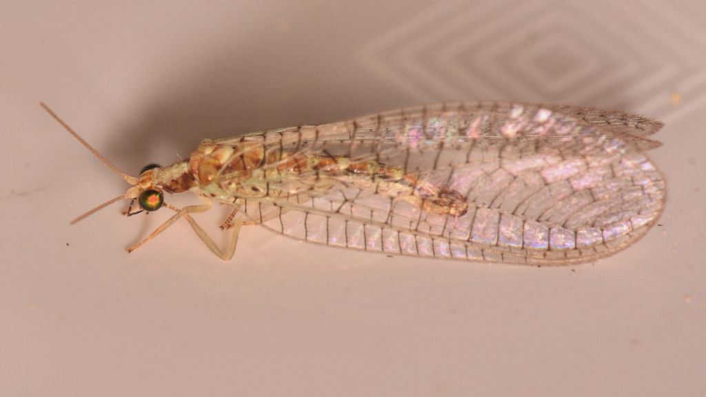 Chrysopidae da id