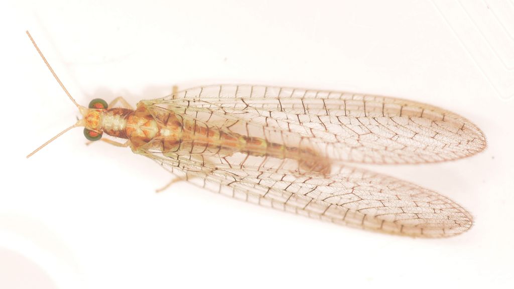Chrysopidae da id