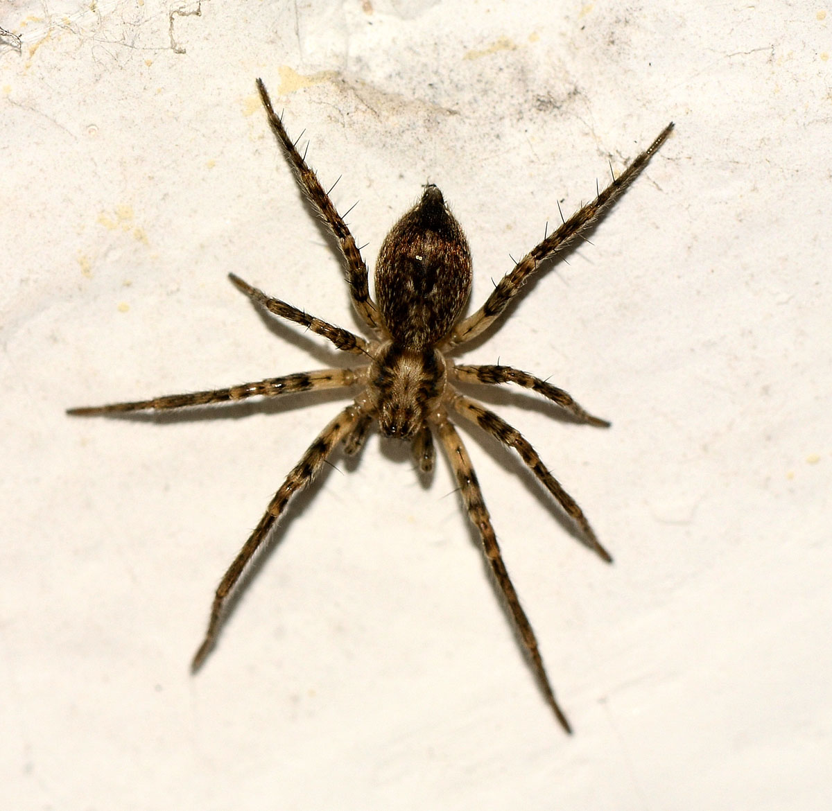 Anyphaena sp. (Anyphaenidae)   -  Bannio Anzino (VB)