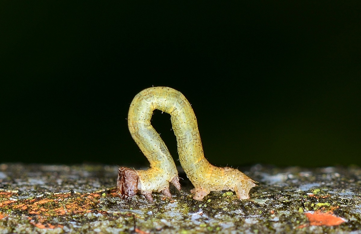 larva