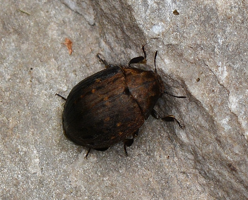 Byrrhidae: Byrrhus sp.