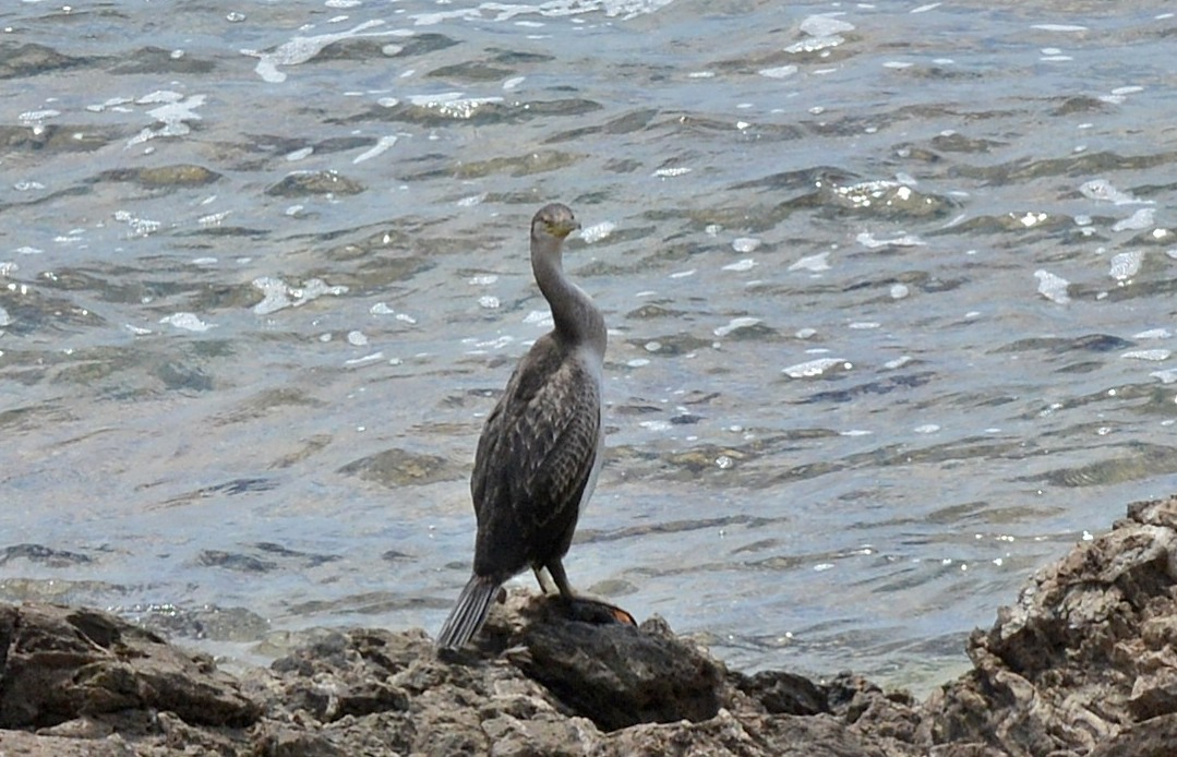 quale cormorano ?