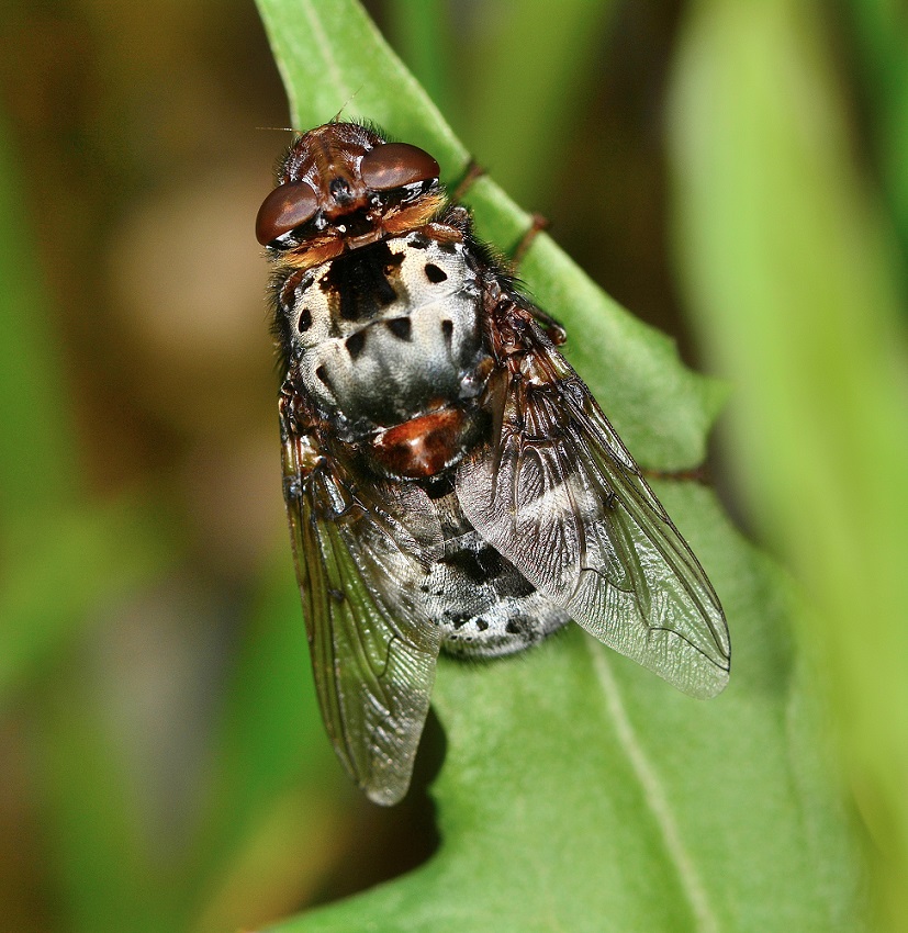 Oestridae:   Pharyngomyia picta