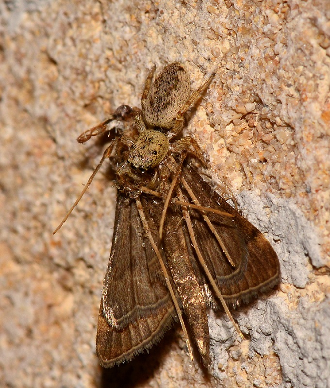 Salticus sp. - Vignacastrisi (Lecce)