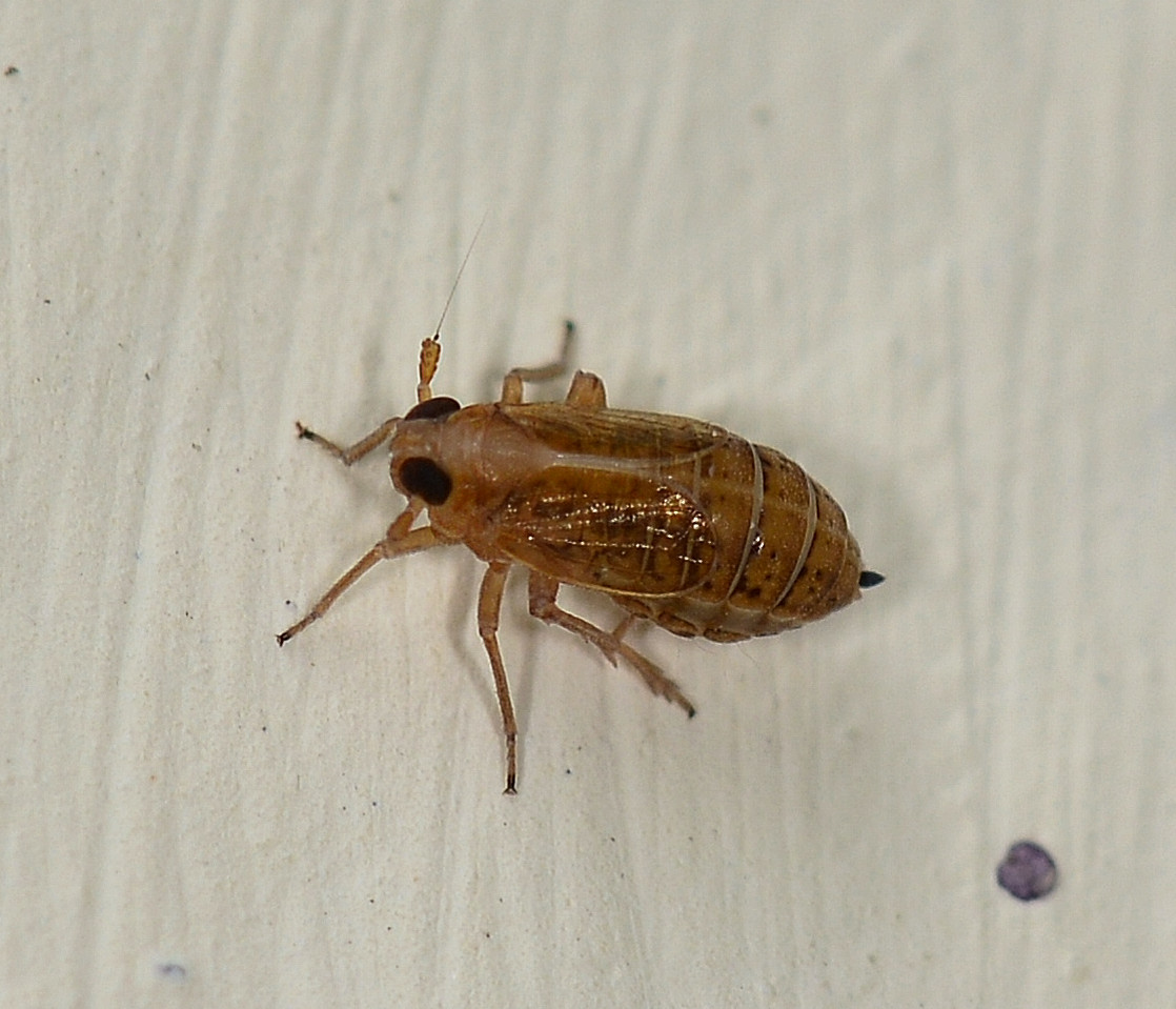 Delphacidae: cfr. Muellerianella sp., femmina