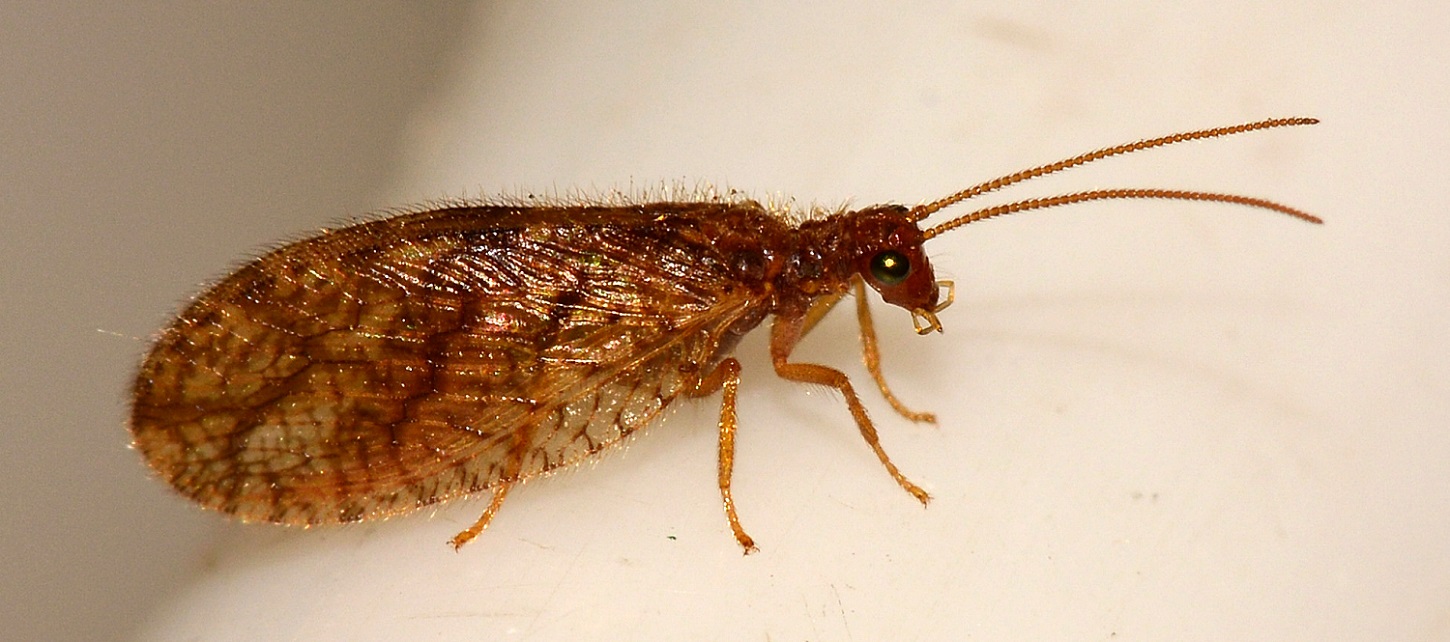 Hemerobiidae:  Micromus angulatus