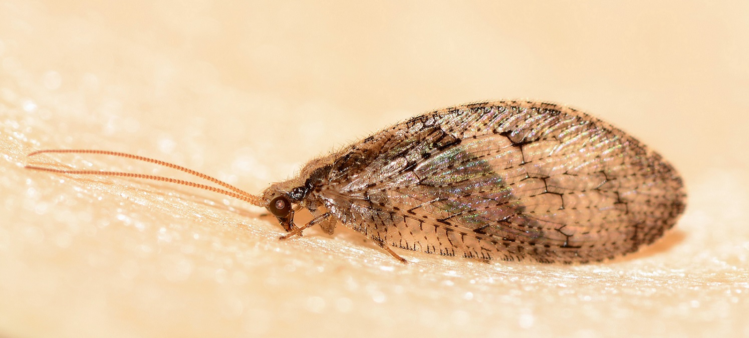 Hemerobiidae:  Wesmaelius cfr. subnebulosus, femmina